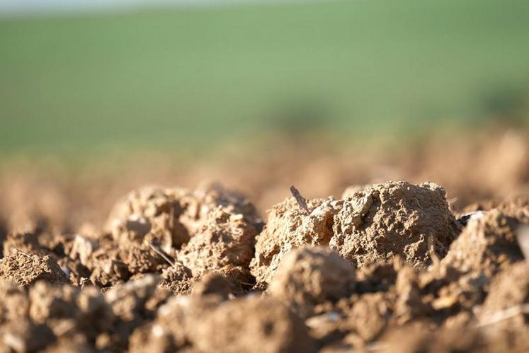 Les reliquats sont en moyenne légèrement plus faibles de 7 unités par rapport à 2019 et sont inférieurs à la moyenne de ces cinq dernières campagnes.