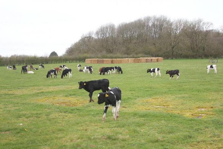 Veaux élevés dehors, croisement de races, regroupement des périodes de vêlages, regroupement parcellaire… 
Autant de pratiques mises en place dans l’élevage de Damien Olivier.