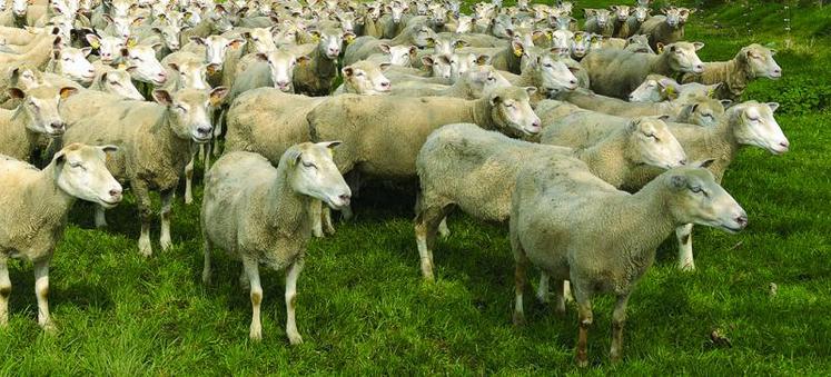 Le marché du mouton reste fortement déficitaire.