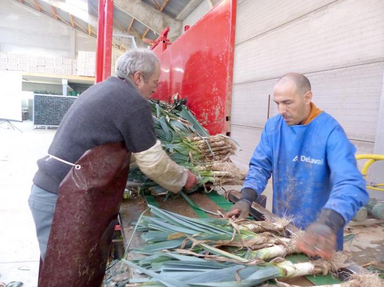 Les plants sont dans des mottes carrées d’environ 5 cm. Ils doivent être plantés un à un, puis seront irrigués au goutte à goutte.