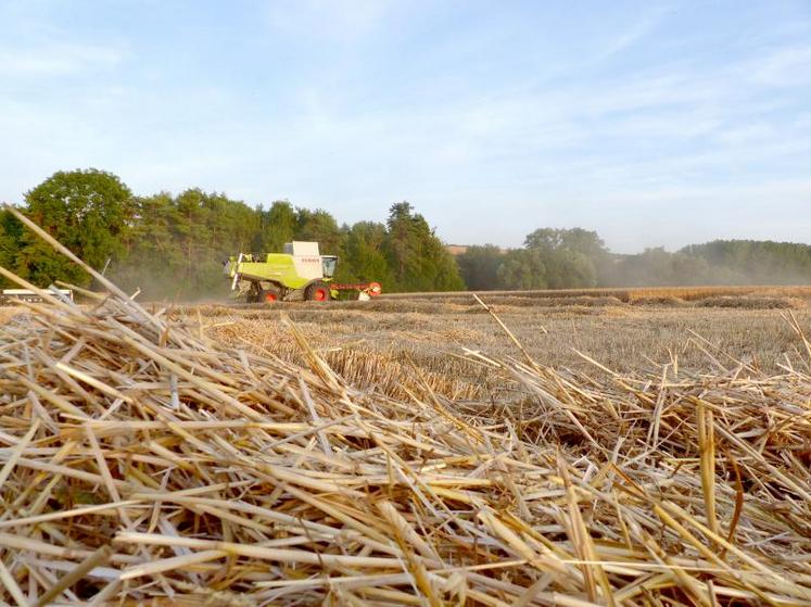 En blé, les rendements moyens oscillent entre 80 et 100 q/ha et les poids spécifiques battent des records.