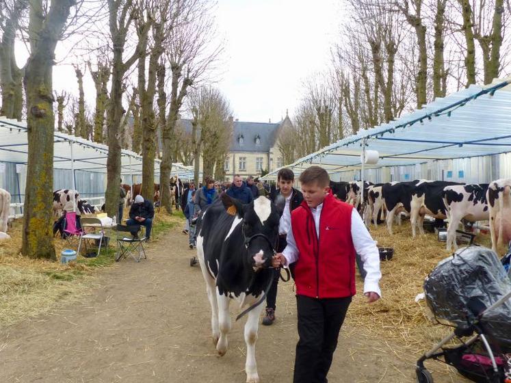 Les Prim’Holstein, stars de cette foire... Dès le plus jeune âge ! Soixante-trois éleveurs avaient amené les plus belles vaches de leurs exploitations.