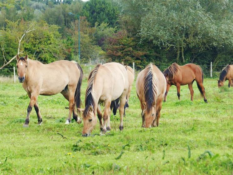 Pour Emmanuel Biallais, «le cheval peut être un acteur majeur du développement des territoires». 
Le Henson et son importance dans le tourisme en est la preuve.