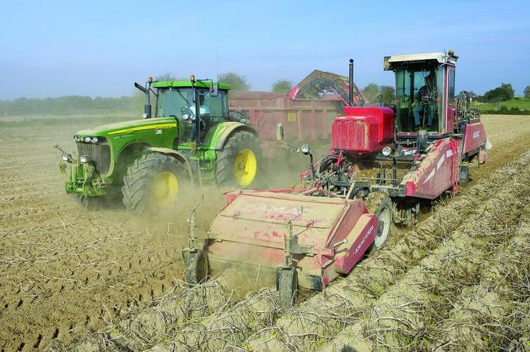 Les rendements dépassent souvent les 50 tonnes à l'hectare.