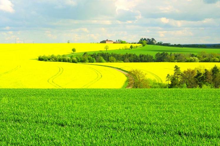 Si l’ensemble des revenus des exploitants agricoles (mesurés par le résultat courant avant impôts par actif non salarié) est en baisse de 18,7 % l’ampleur de cette réduction est particulièrement forte pour les grandes cultures (- 49,3 %).