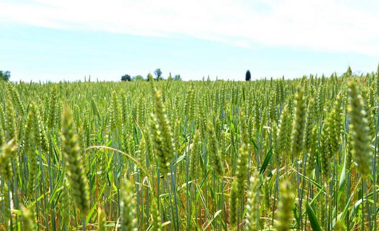 Huit jours de moisson ont suffi à la coopérative Sana Terra pour récolter l’ensemble des blés.