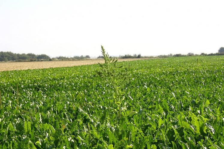 La diminution des jours froids au printemps impactera la vernalisation de la betterave. La montée à graines pourrait être fréquente. 