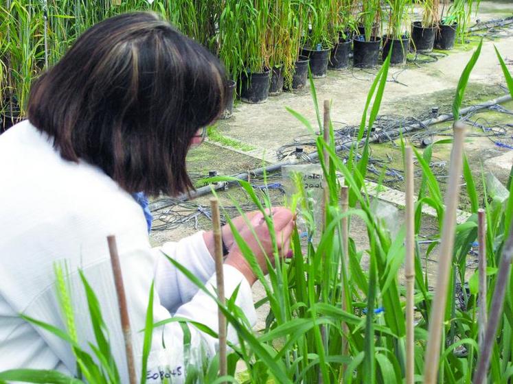 Le progrès génétique obtenu grâce aux efforts soutenus de recherche des entreprises semencières, a fait augmenter la productivité de l’agriculture française de 12 % en dix ans.