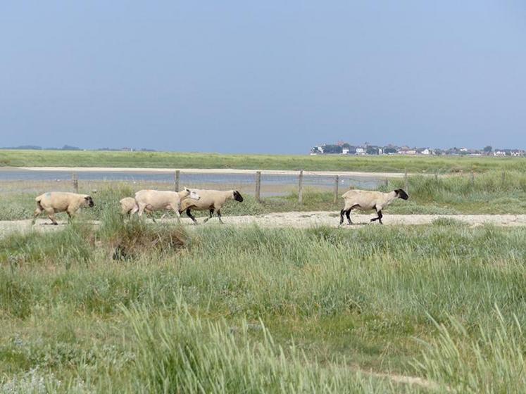 Deux problématiques majeures sont soulevées pour permettre de pérenniser l'élevage d'agneaux AOP : le manque de zones de repli et de qualité à l'abattage.