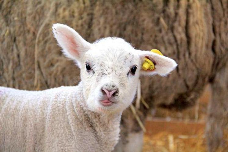 L’alimentation est un moyen pour diminuer la mortalité 
des agneaux.