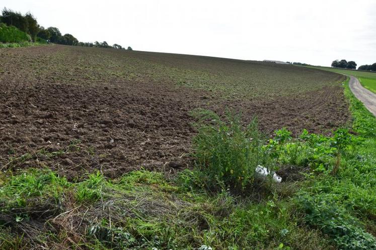 C’est dans cette parcelle agricole que les poules seront en liberté.
