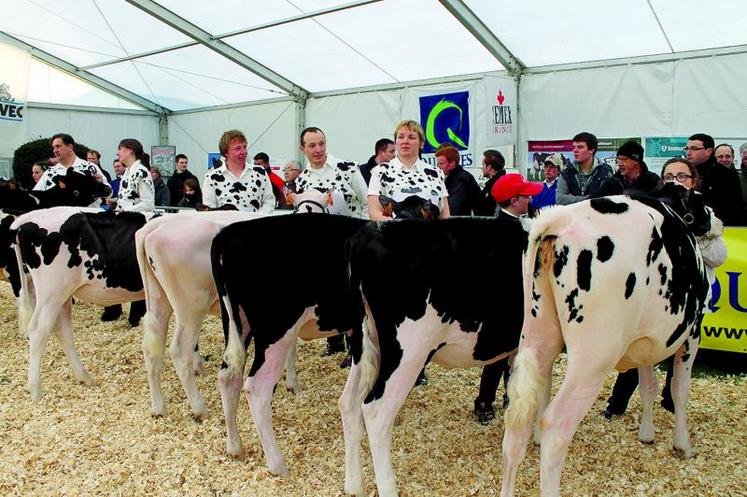 Plus de 90 vaches et génisses à haut potentiel génétique concourront à Montdidier.