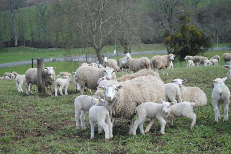 Eviter de mettre à l’herbe lors de fortes intempéries.
