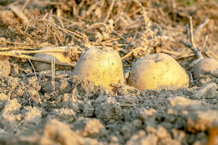 Selon les prévisions, l’Allemagne, les Pays-Bas, la Belgique, la France 
et le Royaume-Uni ne devraient pas atteindre le rendement moyen en pommes de terre. 