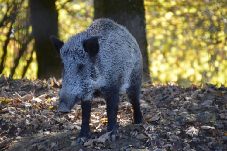 Sans chasse, la région wallonne craint une explosion des dégâts liés à la présence de grands animaux.