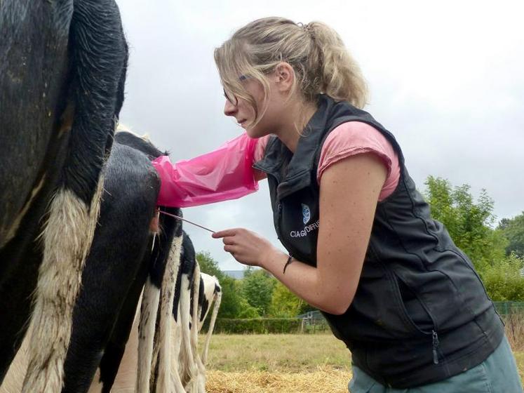 Le secret d’Anaïs pour maîtriser les vaches ? Etre calme pour les mettre en confiance.