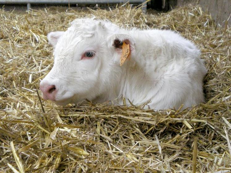 Un troupeau de femelles écornées sera plus calme et avec moins de problèmes.