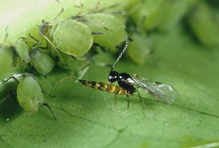 L’hyméroptère parasitoïde pond son œuf à l’intérieur du puceron. Celui-ci se fait dévorer de l’intérieur par la larve.