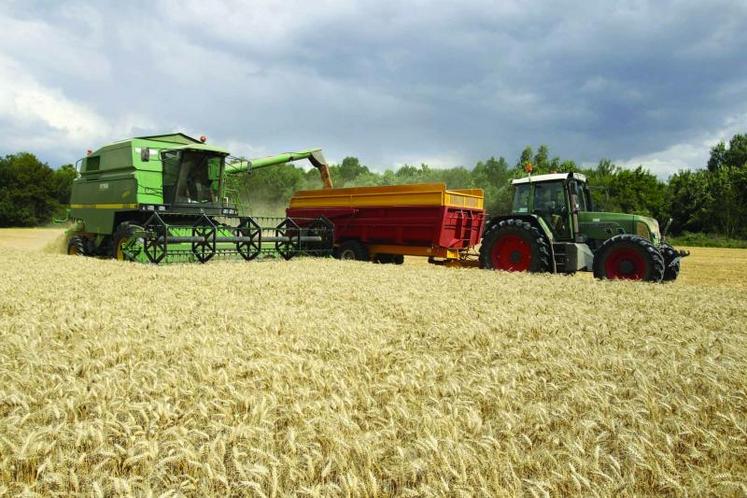 La variété Etincel est la référence confirmée en escourgeon brassicole.