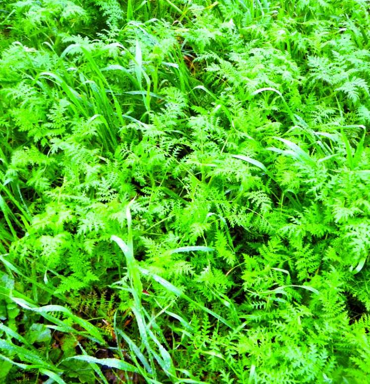 Le choix des couverts doit se faire en adéquation avec la date de semis. Ici couvert de phacélie.