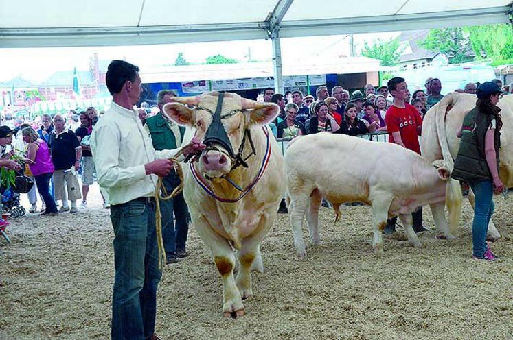 La Charolaise sera à l’honneur du festival.