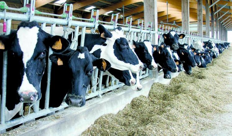 L'augmentation de la taille des élevages laitiers français s'accélère.