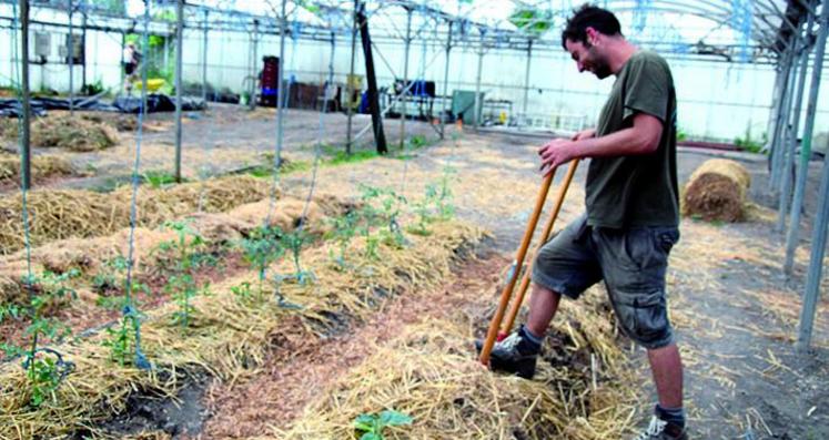 Dans la serre prêtée par Boris Pelosof, Rémy Brasseur travaille depuis un mois la terre pour préparer les cultures. 