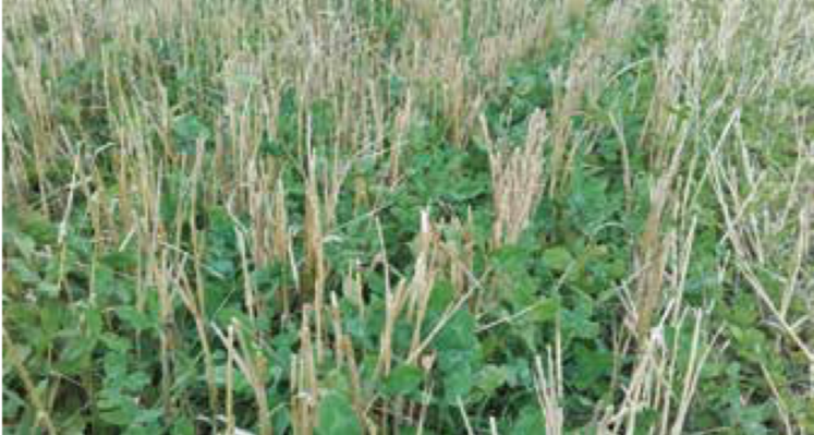 couverts inter culture