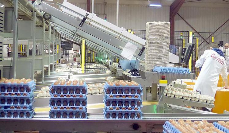 Après avoir été une success story pendant un certain nombre d’années, Cocorette traverse actuellement une crise  qui touche également d’autres acteurs au sein de la filière œufs. Noriap, son actionnaire majoritaire, déploie un plan  de retournement pour retrouver de la profitabilité. 