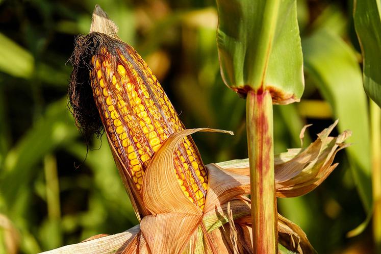 La moyenne nationale pour la récolte 2021 devrait s’établir à environ  110 qx/ha et les cours atteignent environ 250 E/t, en augmentation  de près de 50 % depuis un an. 