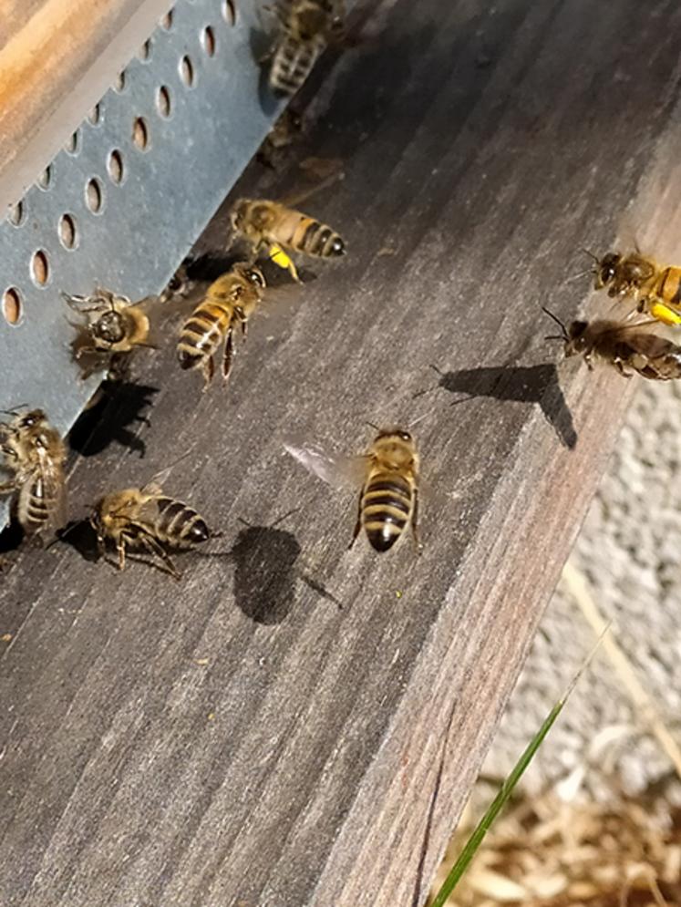 L’un des objectifs du rucher-école  sera d’élever des abeilles VSH pour développer des essaims «résilients» contre le varroa.