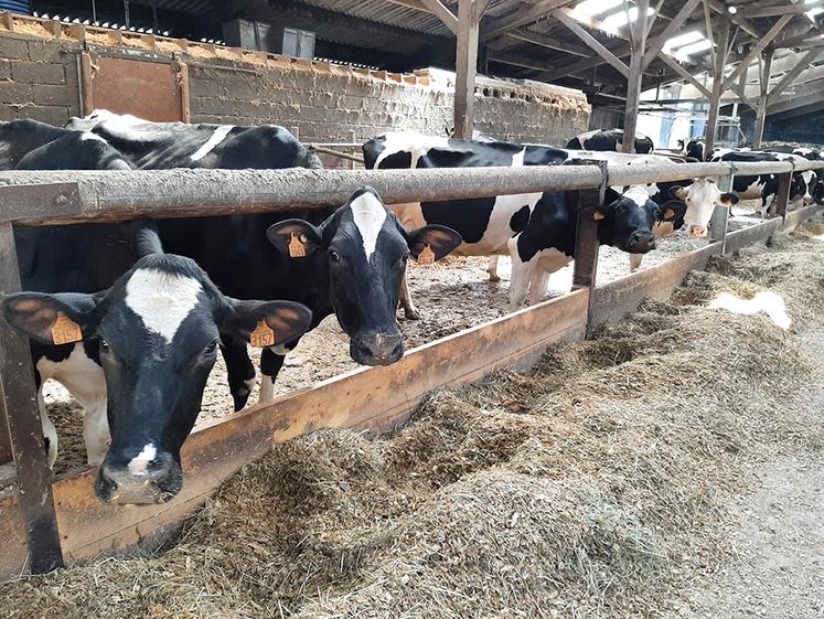 Alimentation du troupeau et augmentation de la productivité font partie des pistes d’amélioration du bilan carbone d’un atelier laitier.