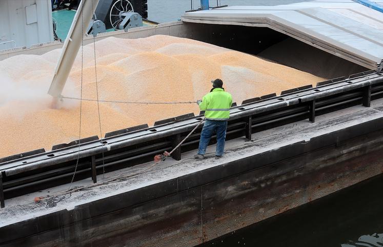 Le blé tendre présente un faible PS, avec seulement 32 % de la collecte au-dessus de 76 kg/hl, selon les résultats provisoires d’une enquête à l’entrée des silos.