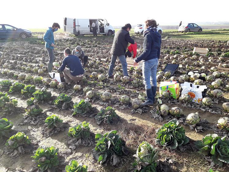 Organiser plutôt que jeter, c’est le choix fait par un maraîcher du Pas-de-Calais. 