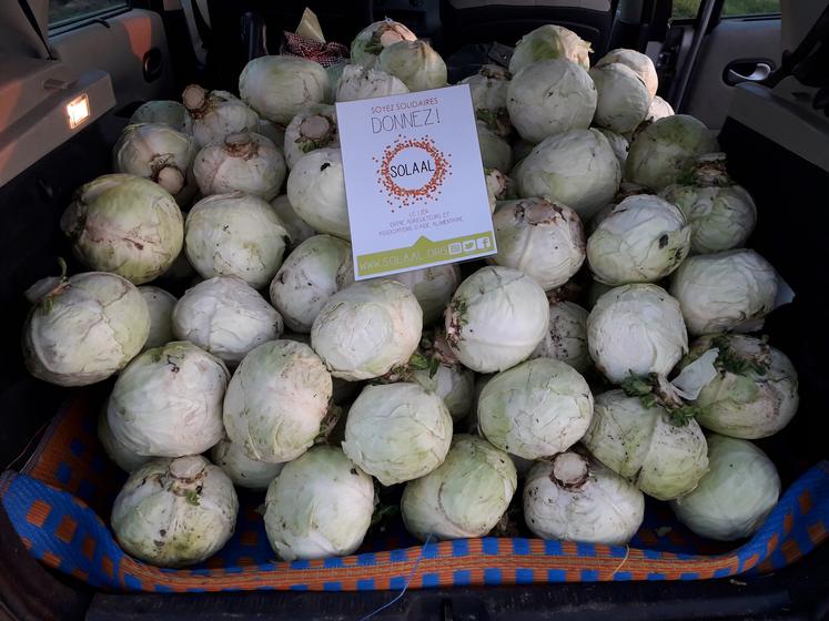 Un total de 3,7 tonnes de choux a pu être récolté et récupéré  par les associations d’aide alimentaire. 