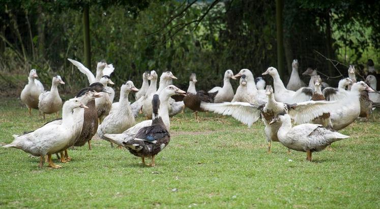 grippe aviaire