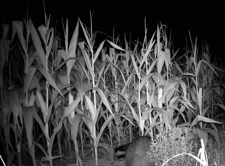 Pris la main dans le sac en septembre dernier grâce à un piège photographique posé dans l’une des parcelles d’Yves Poilvet, régulièrement visitée par le mustelidé.