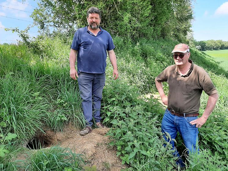 Agriculteurs dans la vallée des Évoissons, Sébastien Chabaille et Yves Poilvet  sont confrontés à des dégâts de blaireau de manière récurrente. 