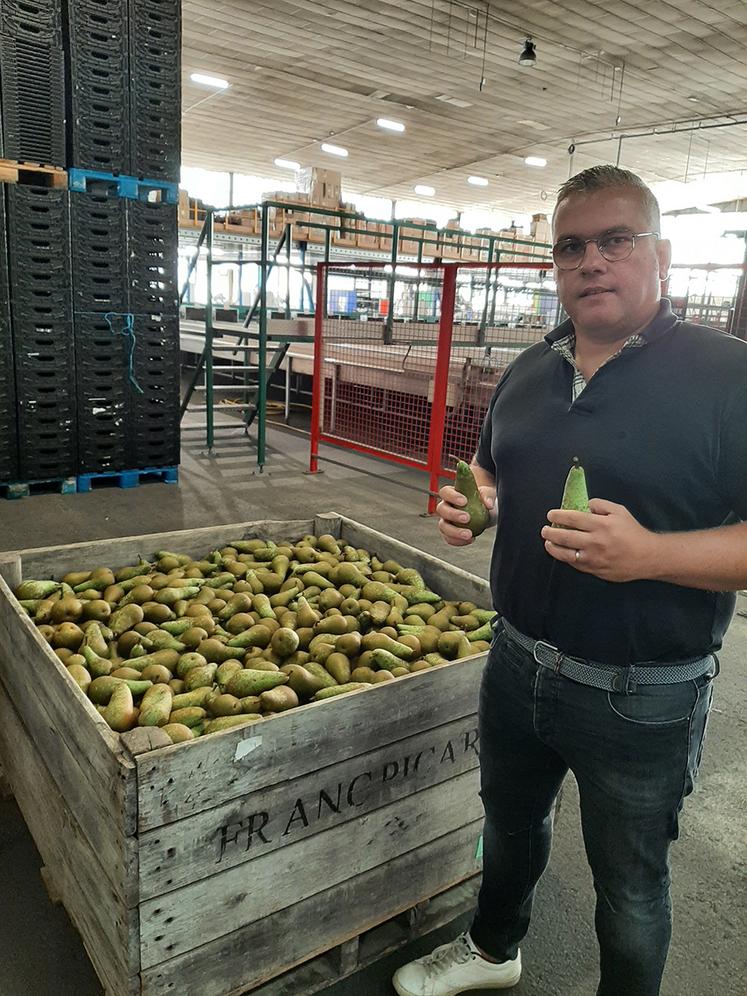 Dans les vergers de la Somme et de l’Aisne, la récolte a débuté «il y a une quinzaine de jours, ce qui représente huit jours d’avance», poursuit M. Lietard, avec des fruits «à maturité, et bien chargés en sucre». Les poires sont les premiers fruits à être réceptionnés. 