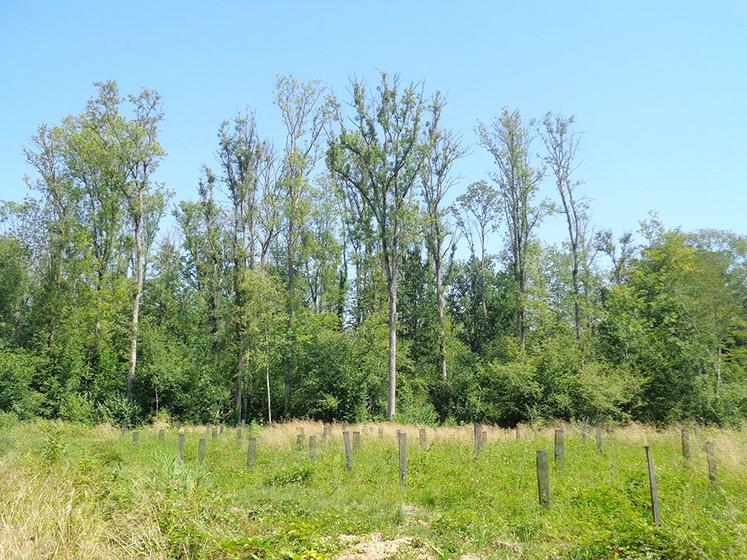 Face aux aléas sanitaires (dans le fond, frênaies impactées par la chalarose),  la forêt doit être renouvelée (plantation au premier plan). 