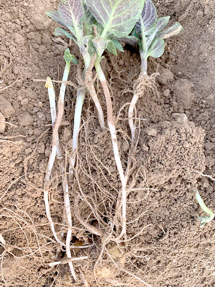 Présence de rhizoctone brun sur tiges de pommes de terre.