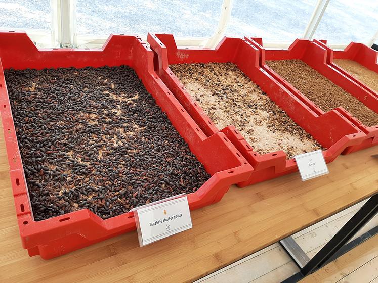 La production d’insectes est saluée par le ministère de l’Agriculture comme un moyen de répondre  à la dépendance protéique de la France. 