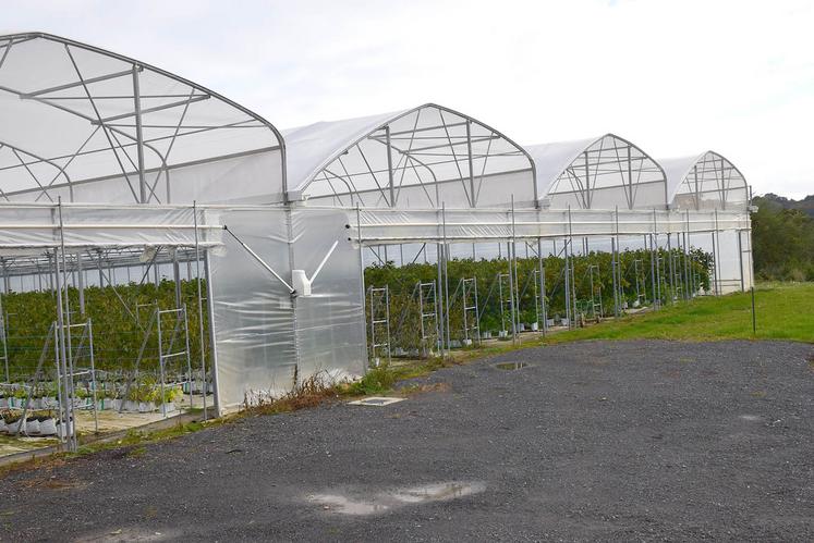 Des serres de 4 000 m2, des variétés de saison produisant de juin à fin août et des variétés remontantes de mi-août  à fin octobre sont installées tout à côté de la ferme.