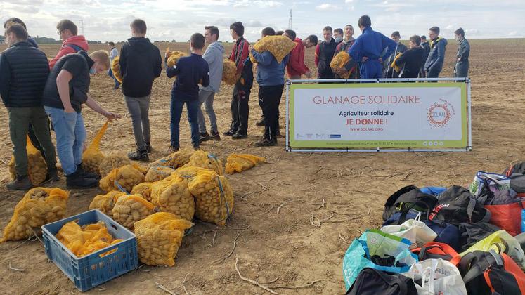 Glanage de pommes de terre par le Lycée agricole Savy-Berlette (62) pour les Restos du Cœur.