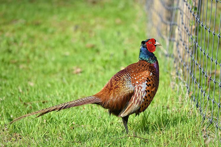 L’année 2020 a été marquée par une succession de crises pour les éleveurs  de gibier français.