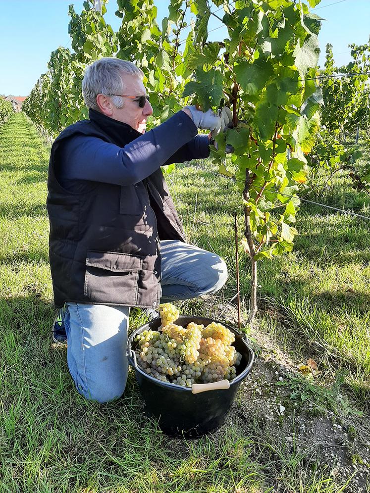 À Quiéry-La-Motte, la vendange s’effectue à la main. Le rendement attendu  pour cette première année est de 3 000 kg par hectare, et devrait s’améliorer  dans les années à venir pour atteindre un potentiel de 8 000 kg de raisins.