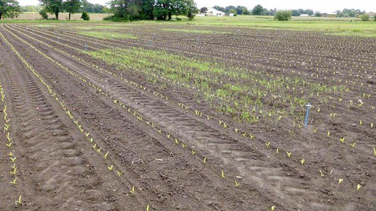 Le principe des plantes-appâts : semer une plante compagne du maïs 
pour qu’elle attire les larves de taupins et permette ainsi au maïs d’esquiver une partie des attaques.