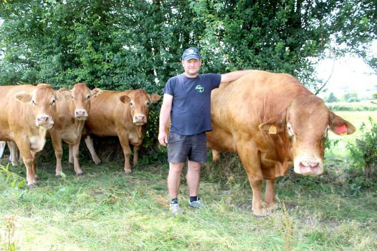 Le Nordiste Emmanuel Pouleur entend rassembler les éleveurs régionaux de vaches de la race Limousine et accompagner son développement.