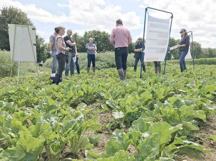 Tour de plaine, le 14 juin, chez Pascal Lemaire, installé à Boffles (62) dans le Ternois, qui cultive 13 ha de betteraves biologiques.