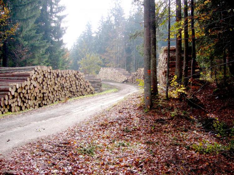 La forêt dans les Hauts-de-France représente 446 000 ha (13 % du territoire). Elle est majoritairement détenue par des propriétaires privés (70 %), au nombre de 120 000.